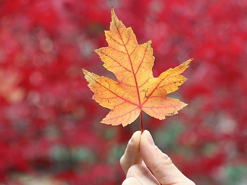 10 tradições para curtir o Outono